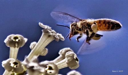 Polen recolectado por una abeja