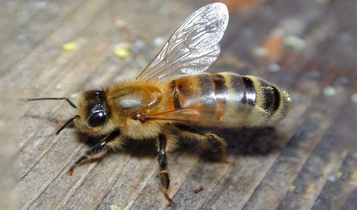 Las abejas aprender mientras duermen