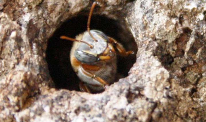 Abeja melipona