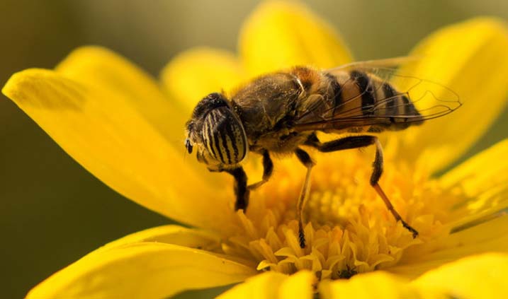 abeja sobre flor