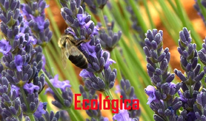 Biologischer Landbau mit BLúmen von Lavendel