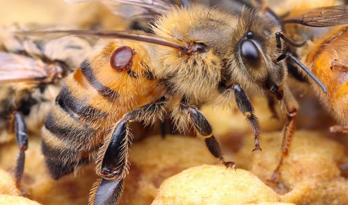 controlar a la varroa de una forma natural