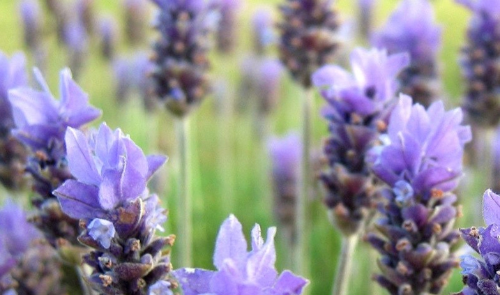 flores para sacar aceite esencial de lavanda