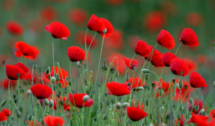 flores de amapola