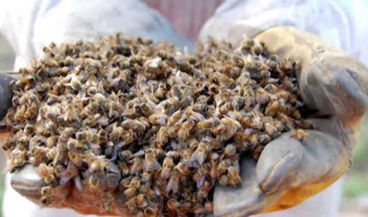 abejas uno de los animales en extinción