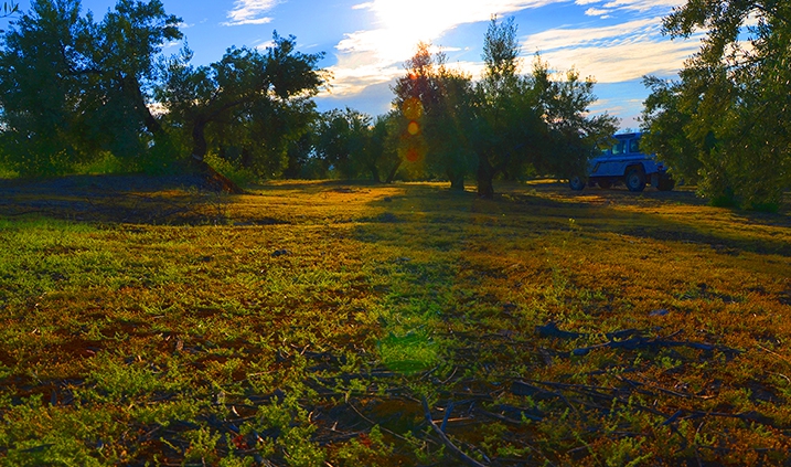 olivos en un atardecer