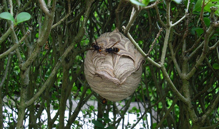Asian wasp nest