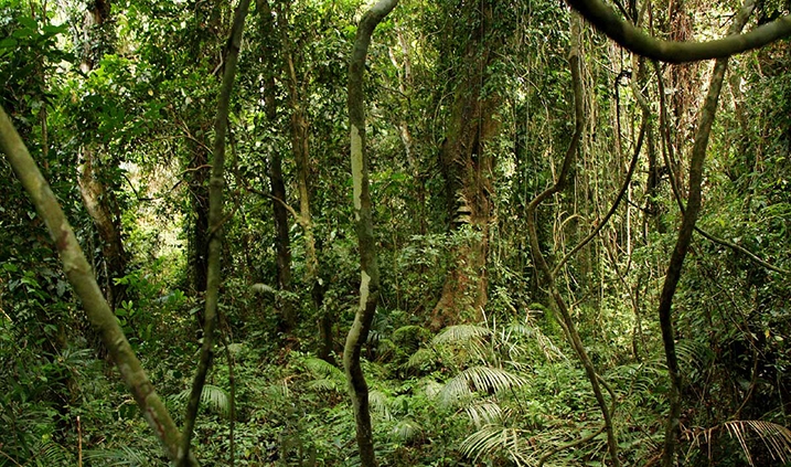 bosque de Zimbabue