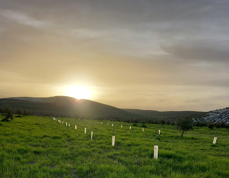 campo de plantones en Jaén