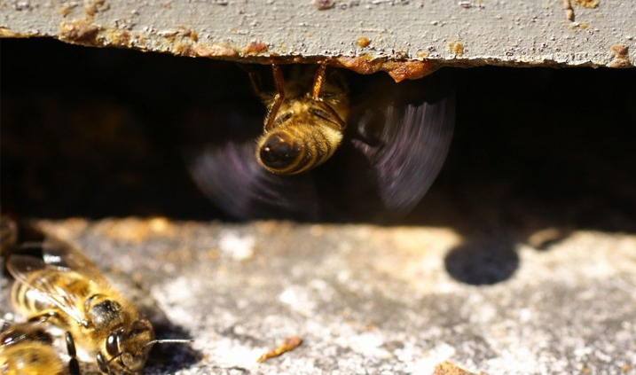 comportamiento de las abejas con sus vecinas
