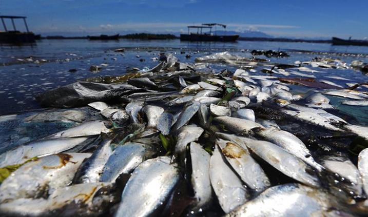 muertes de peces por la contaminación del agua