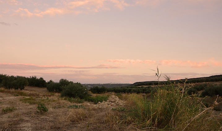Campos de olivos enJaén