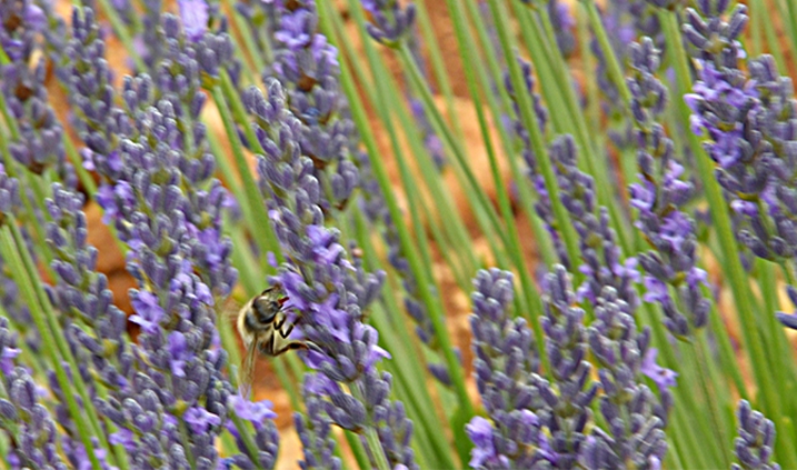 dosis de aluminio en las abejas