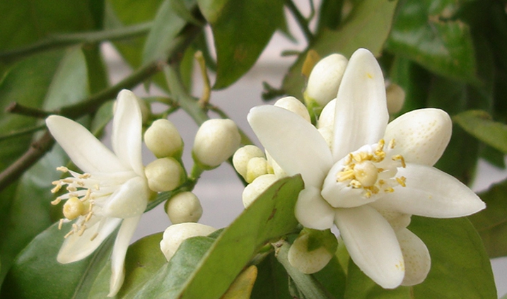 flor de azahar en Madrid