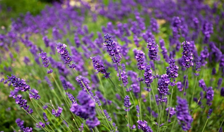 flowers of lavender
