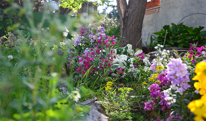 flores de mi jardín en primavera