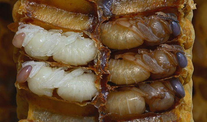 daño de las abejas por los insecticidas