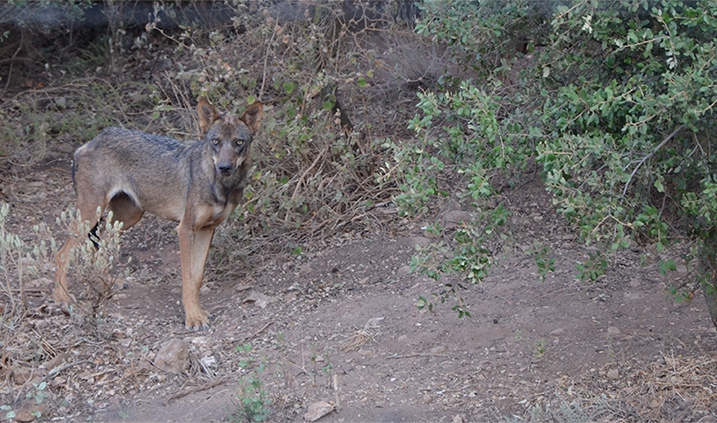 cachorro de lobo ibérico