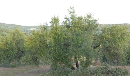 cuidados del olivo de Porcuna en Jaén