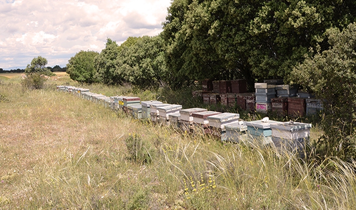 Panales de abejas del apicultor Apícola Moreno