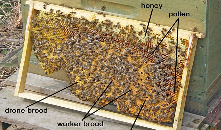 panal de cría de una colmena de abejas