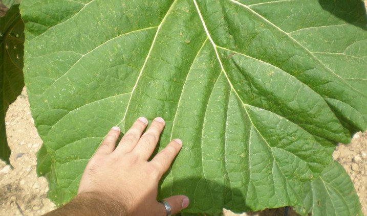 Hoja del Árbol de paulownia