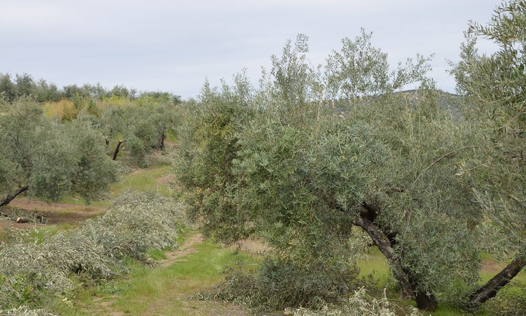 poda del olivo en campos de Jaén