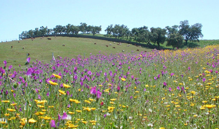 campo lleno de flores silvestres