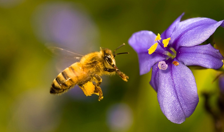 abeja polinizando una flor