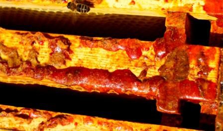 propiedades del propóleo que nos dan las abejas