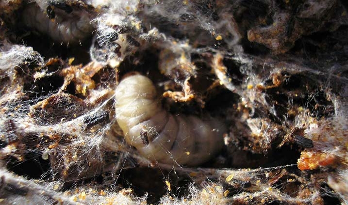 pupa de abeja