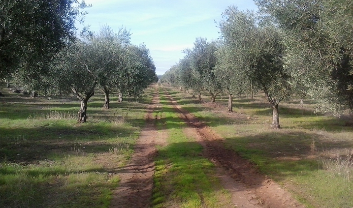 cuidados del olivo, el riego
