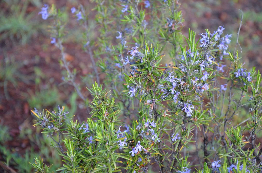 flores de romero