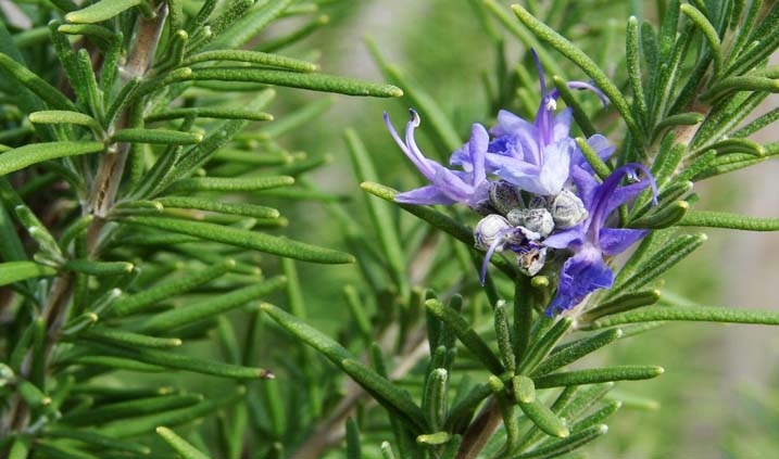 Blüme von Rosmarin