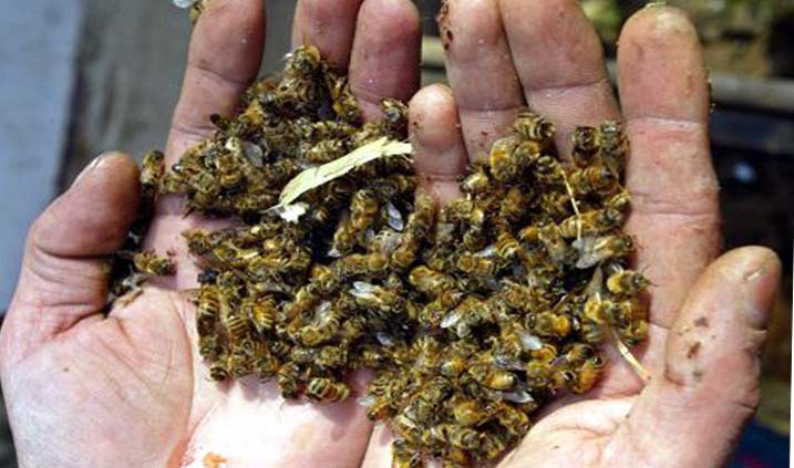 Un mundo sin abejas