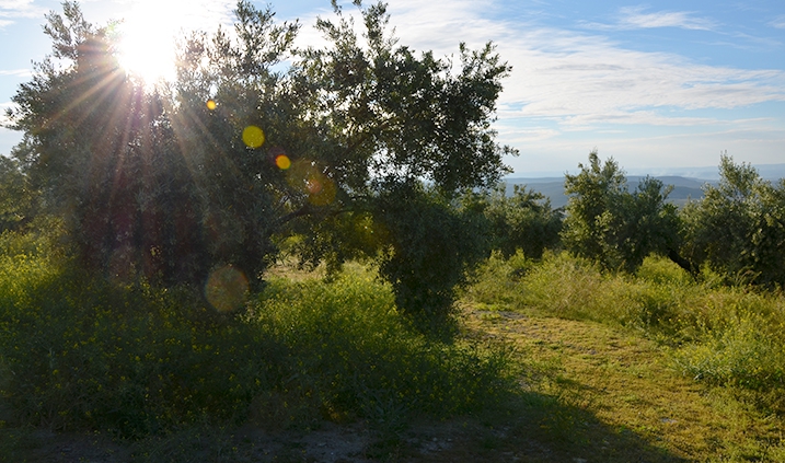 campo de olivos en Jaén