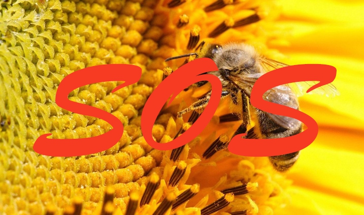 Soso para las abejas