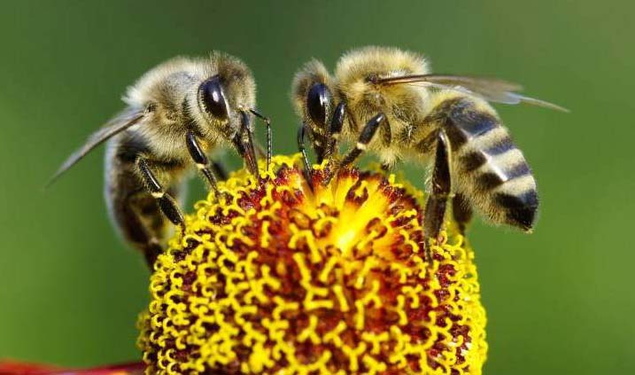 Abjeas melíferas, uno de los tipos de abejas más comunes en la apicultura