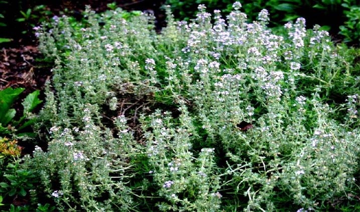 Thyme plant