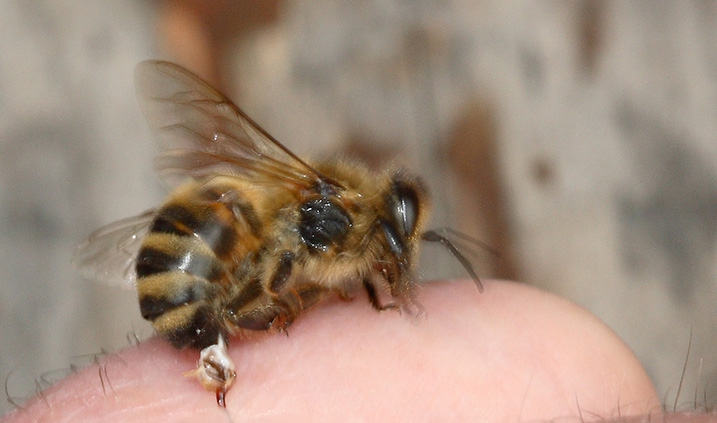 honeybee