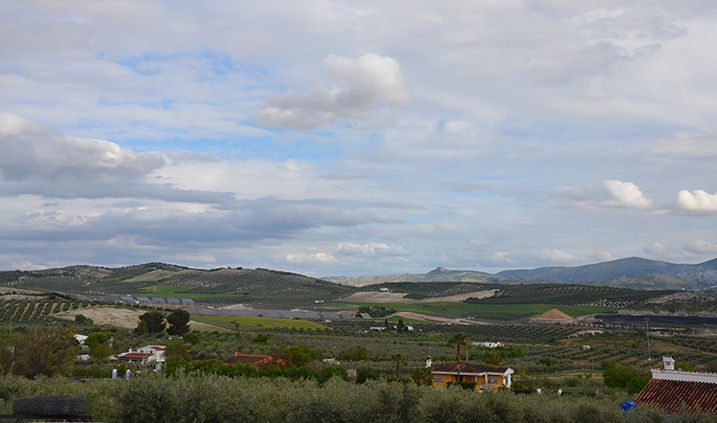 Mar de olivos en Baena, Córdoba