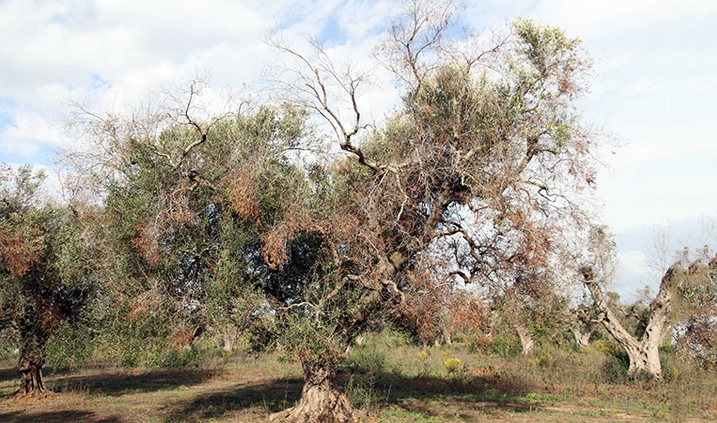 Olivo afectado por la xilella fastidiosa