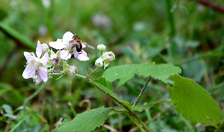 flor de zarzamora