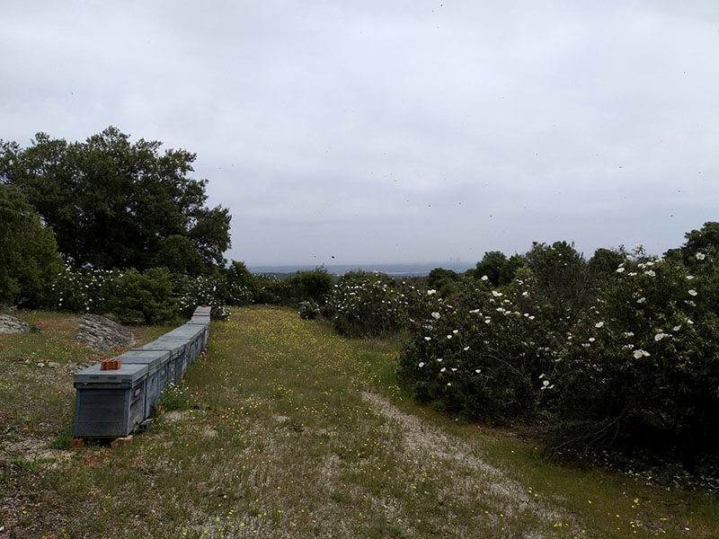 Bee hives in Brihuega