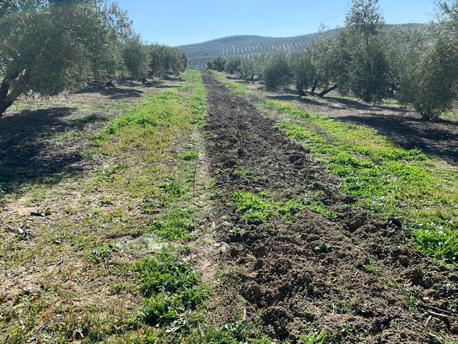 Olivar en 2023