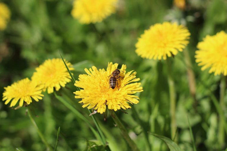 Abeja sobre una flor amarilla